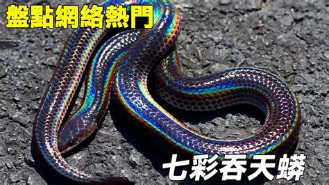 夢到五彩蛇|【夢到五彩蛇】夢到五彩繽紛的蛇：揭開夢境中的神秘訊息